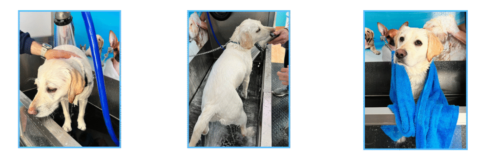 baño completo en Spa tu Perro perro feliz disfrutando del baño en el autolavado de perros