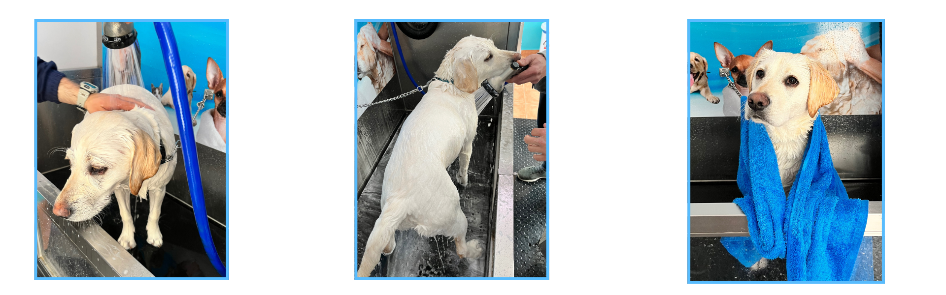 baño completo en Spa tu Perro perro feliz disfrutando del baño en el autolavado de perros
