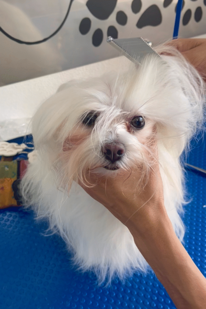 Coco un baño lleno de confianza