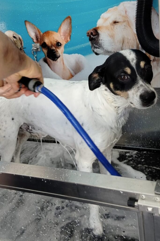 Perro recibiendo un baño en Spa Tu Perro Montserrat para crear hábitos de higiene y salud canina