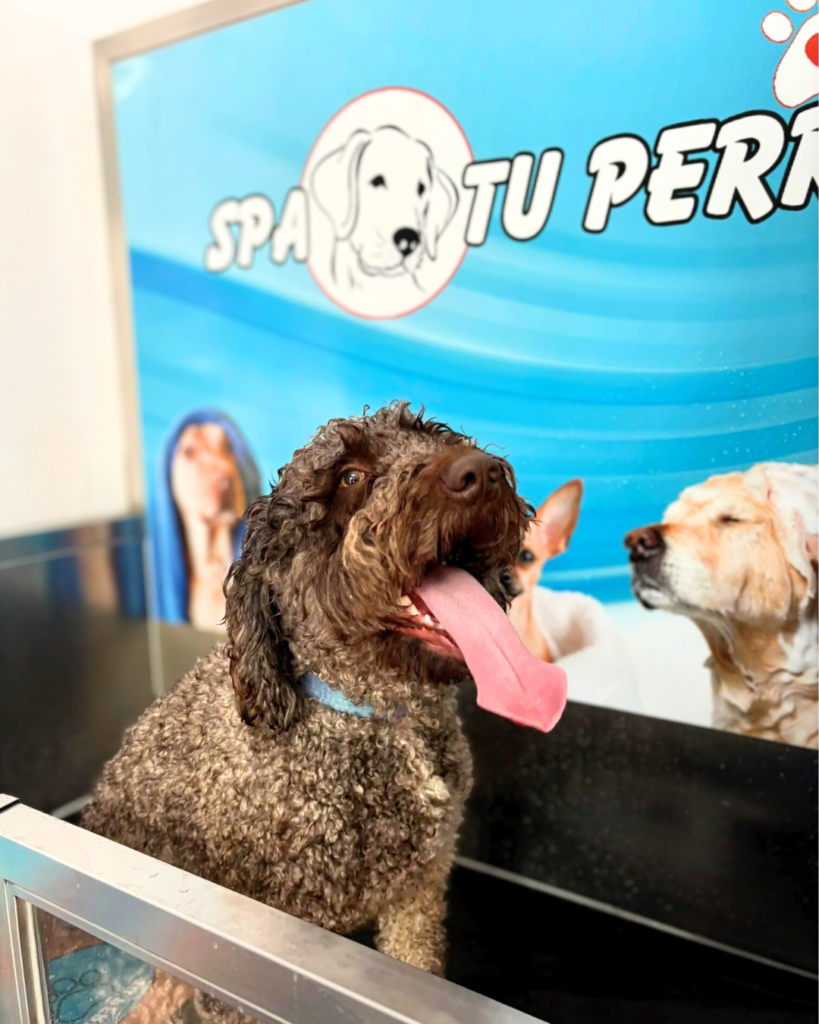 Perro durante el baño en el autolavado de Spa Tu Perro