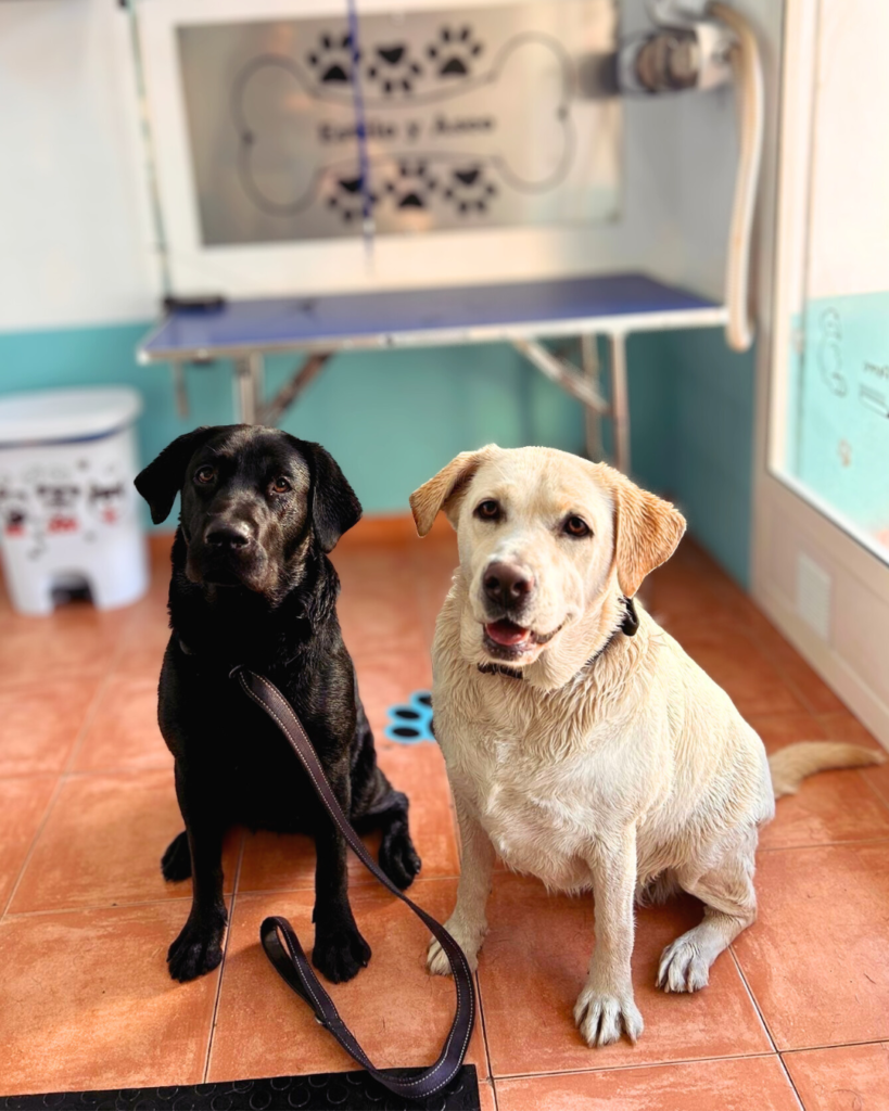 Perros habituales en Spa Tu Perro después del baño