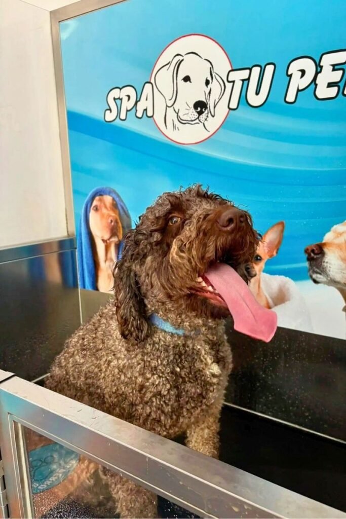 Perro de agua disfrutando del baño en Spa Tu Perro Montserrat , autolavado y cuidado de mascotas con zona de lavado profesional para perros.