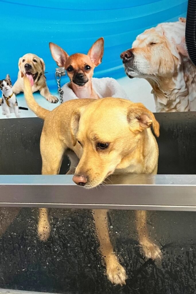 Perro mestizo durante su baño en Spa Tu Perro Montserrat , centro de autolavado y cuidado de mascotas con bañeras profesionales para perros.